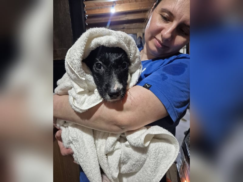 Welpenmädchen 273761 - kannst DU ihr ein Körbchen geben?