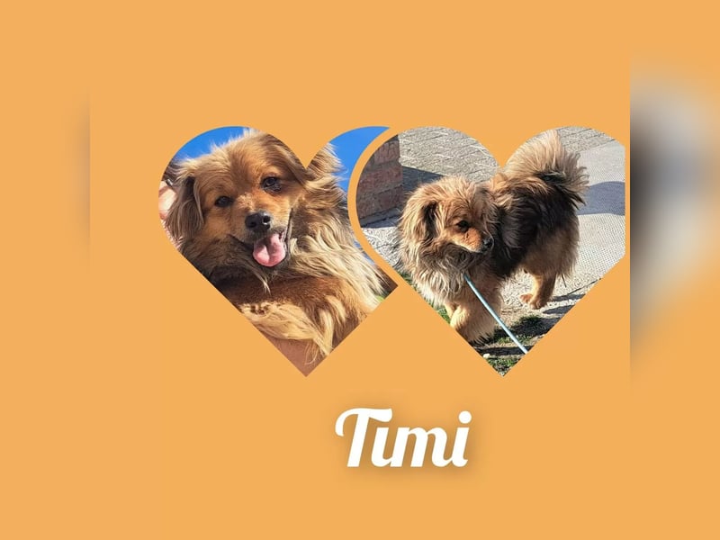 Timi sucht wieder sein Zuhause
