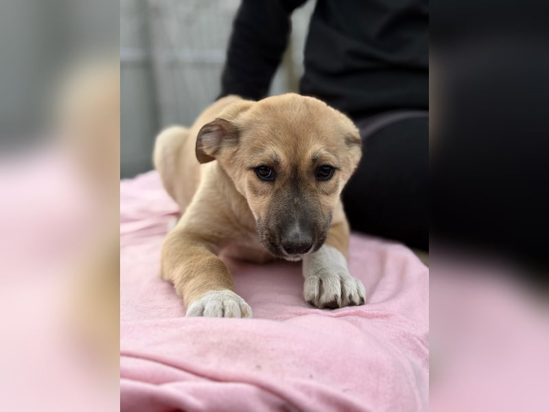 Nevio hat viel Liebe zu geben