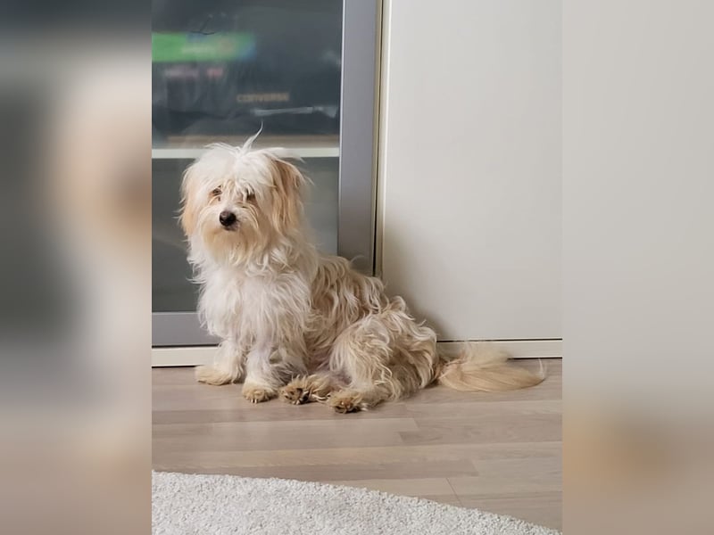 ⭐️FLOCKE⭐️, Rüde, 1 Jahr, 28 cm, Mischling, Tierschutz