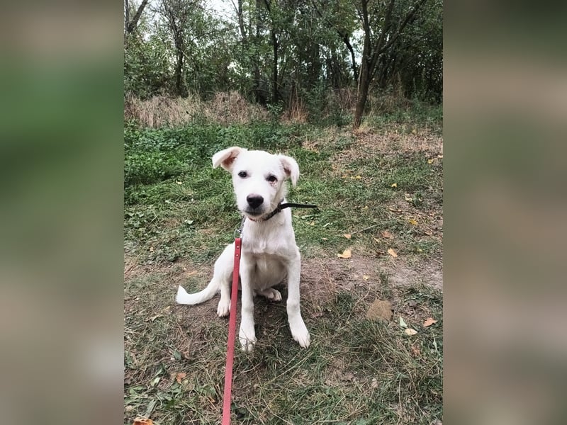 Zeus Tierschutzhund sucht ein Zuhause