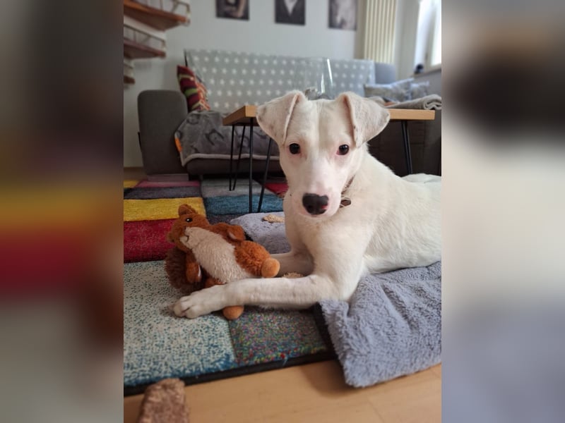 ARTEMIS, lustige Lakritz-Nase, 1 Jahr, 40 cm, Mischlingsmädchen, Tierschutz, Pflegestelle 53773