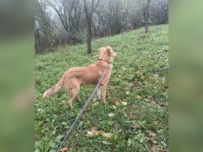 Benji Tierschutzhund sucht ein Zuhause
