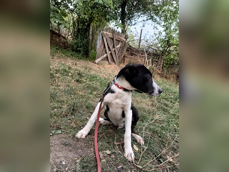 Ziko Tierschutzhund  sucht ein Zuhause