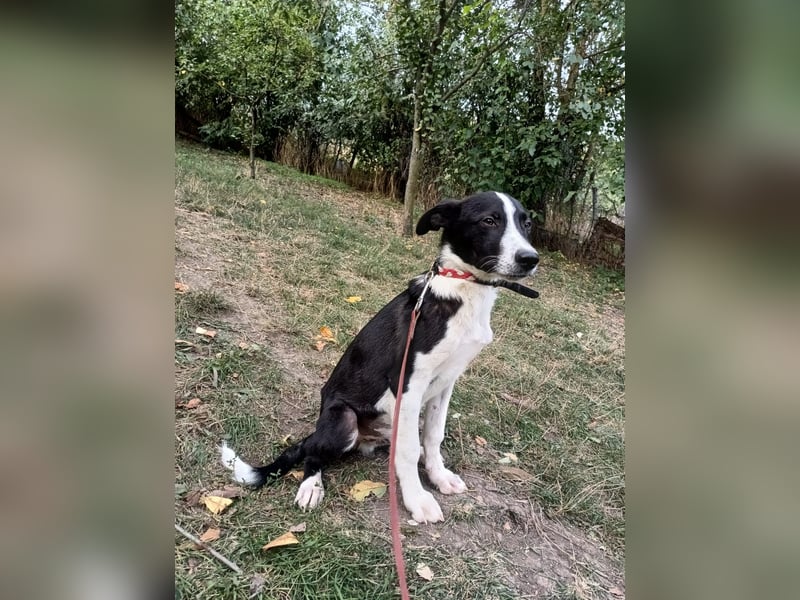 Ziko Tierschutzhund  sucht ein Zuhause