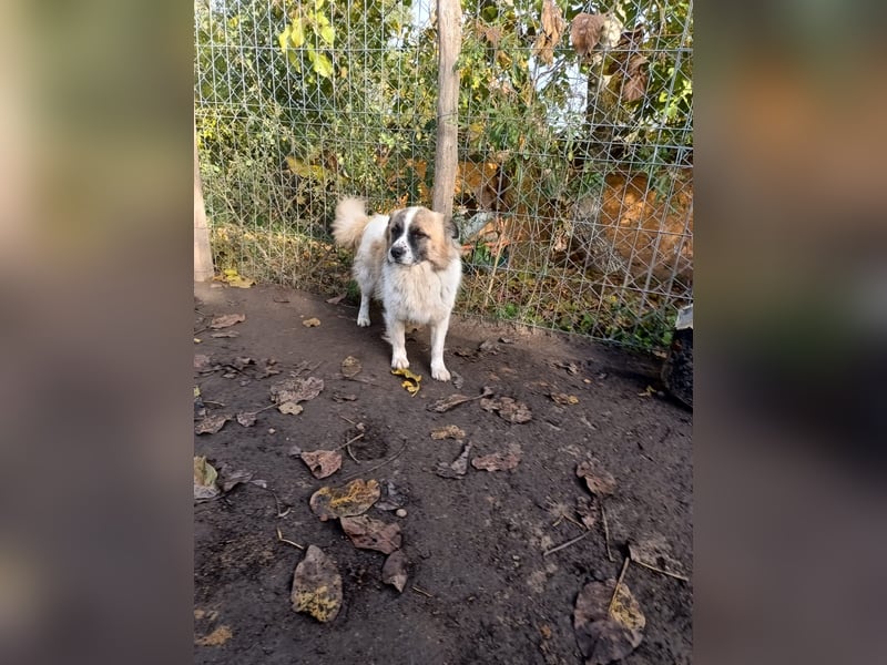 Mogli Tierschutzhund sucht ein Zuhause