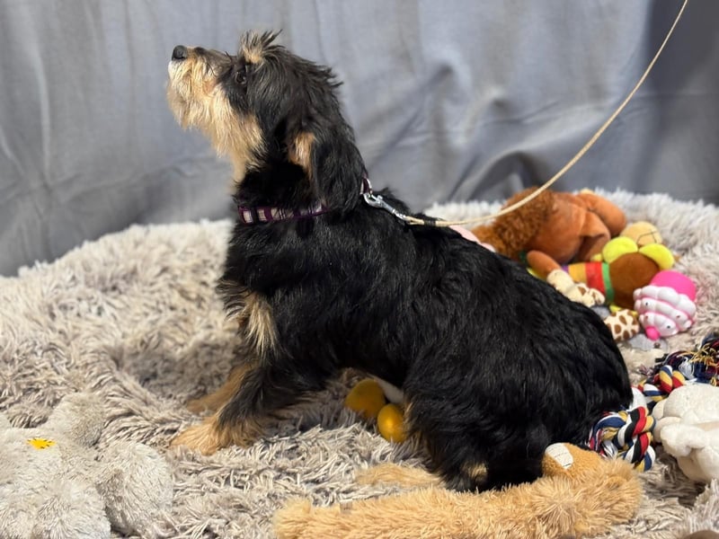 kleiner Texton sucht Dich!