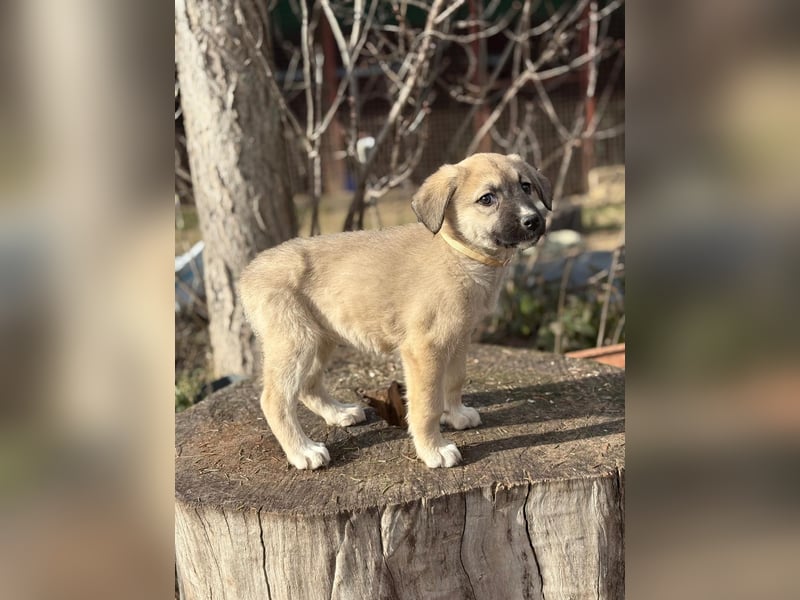 Nala sucht seine Familie