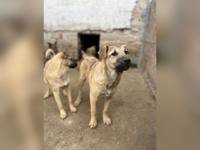 ⭐️Plisch⭐️, verschmuster Welpenmann, 5 Monate, 40 cm, Mischling, Tierschutz