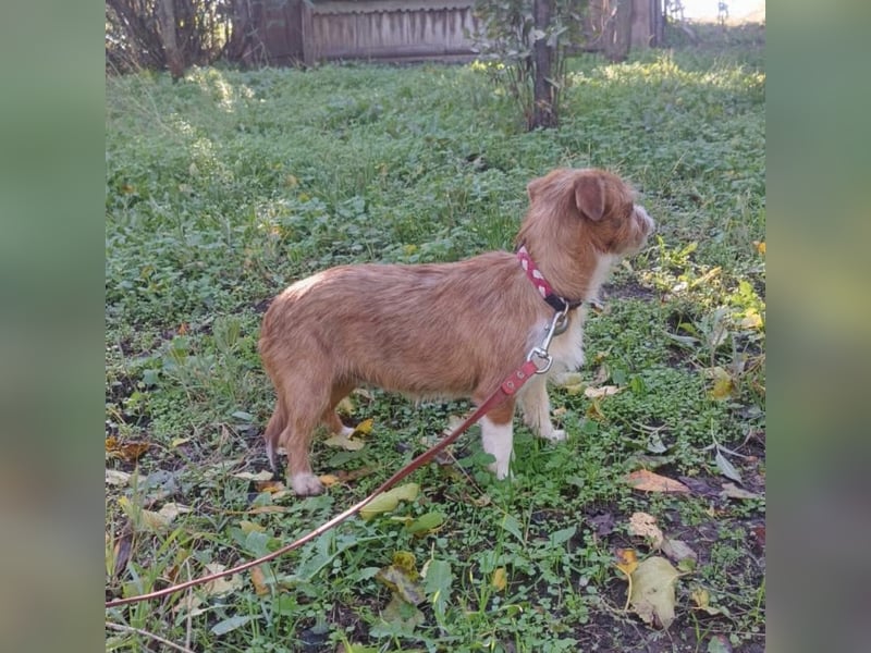 Kaya Tierschutzhund sucht ein Zuhause