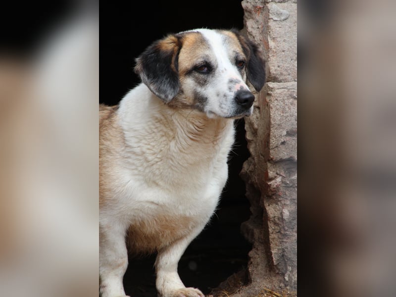 ⭐️BROOKE⭐️, Hündin, 1,5 Jahre, 32 cm, Mischling, Tierschutz