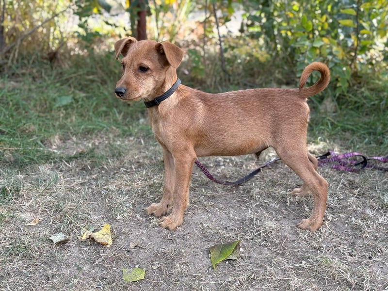 Flynn - Hundekind sucht eine liebevolle Familie!