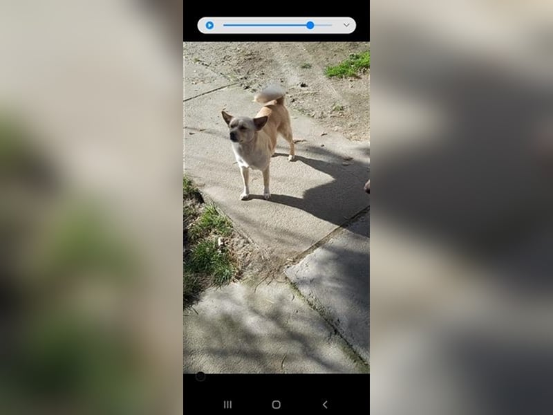 Dora Pinschermix,möchte Rumänien ganz schnell verlassen (lebt dort bei einer PS)