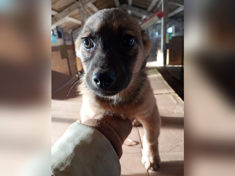 ⭐️Phaja⭐️, aufgewecktes Welpenmädchen, 4 Monate, 26 cm, Mischling, Tierschutz