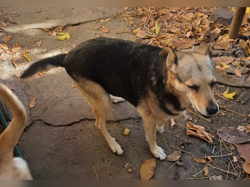 Diana, eine liebe Hündin, möchte Rumänien noch vor dem kalten Winter in Rumänien verlassen
