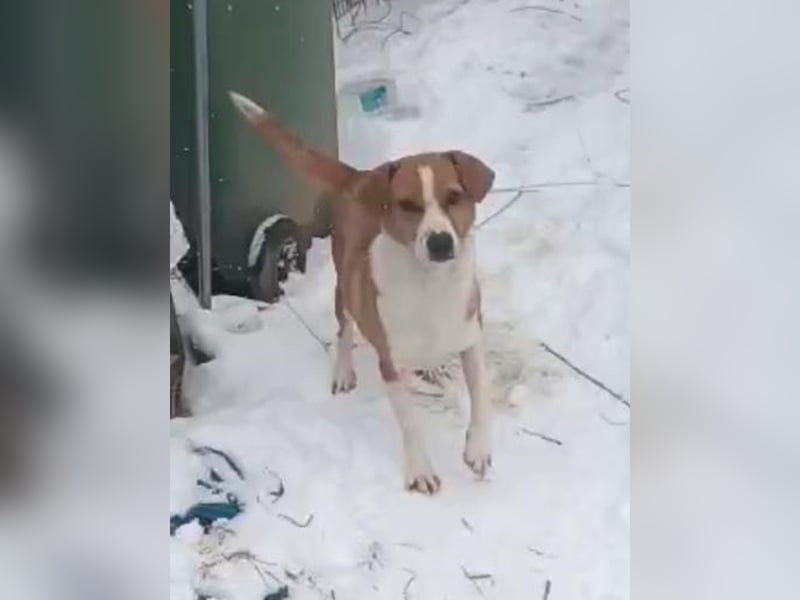 ⭐️NAKKI⭐️, Hündin, 3,5 Jahre, 40 cm, Mischling, Tierschutz