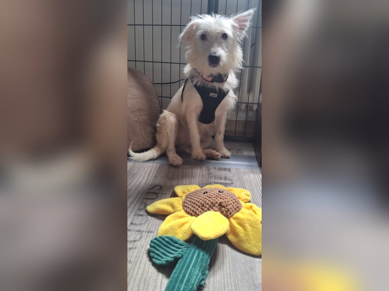 NISSI, verspielte Schmusemaus, 7 Monate, 34 cm, Mischling, Tierschutz, Pflegestelle 53773