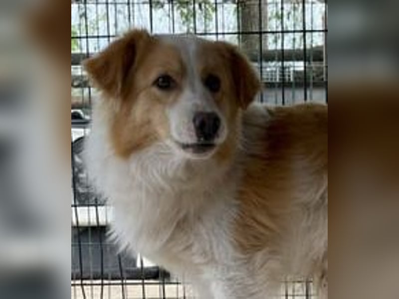 ⭐️ENFY⭐️, fröhlicher Hundejunge, Rüde, 1,5 Jahre, 38 cm, Mischling, Tierschutz