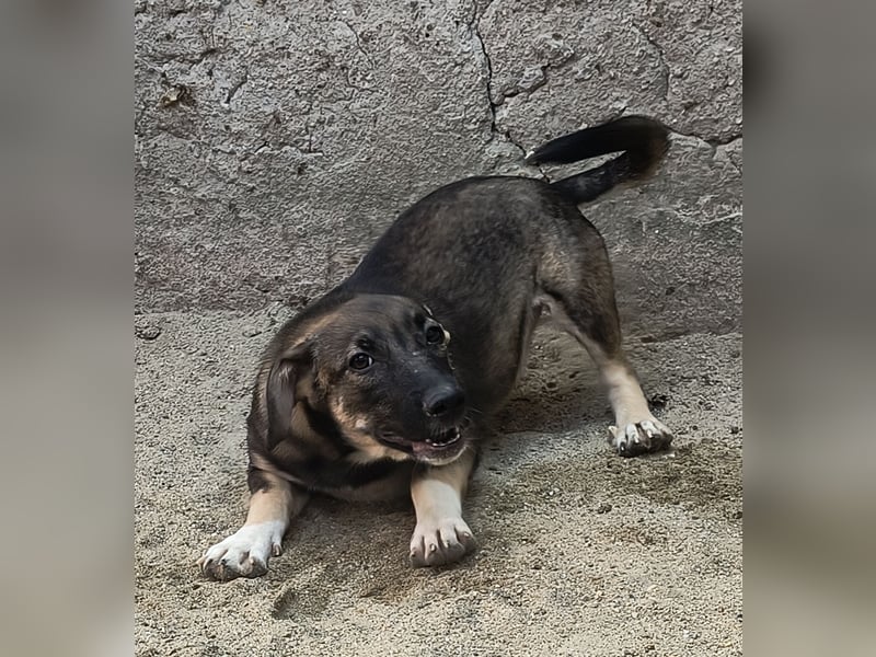 ⭐️ILLA⭐️, Zuckermaus, Hündin, 11 Monate, ca. 33 cm, Mischling, Tierschut