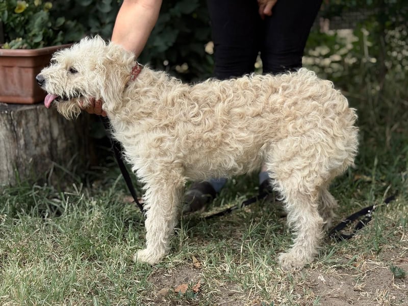 Maggie sucht ein ruhiges Zuhause