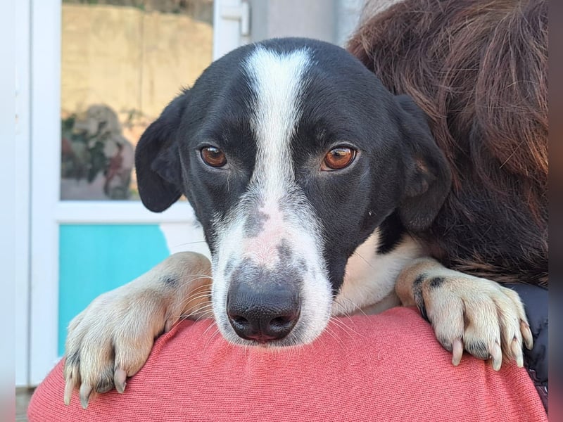 Bernie habe ich aus dem Tötungsshelter gerettet, nun wartet er sehnsüchtig auf ein Zuhause