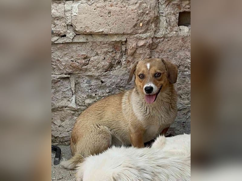 ⭐️FABIENNE⭐️, aufmerksame Hündin, 1 Jahr, 34 cm, Mischling, Tierschutz