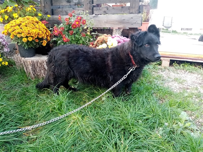 Welpe/Junghund Stevie, lebt in Koblenz in einem Tierheim