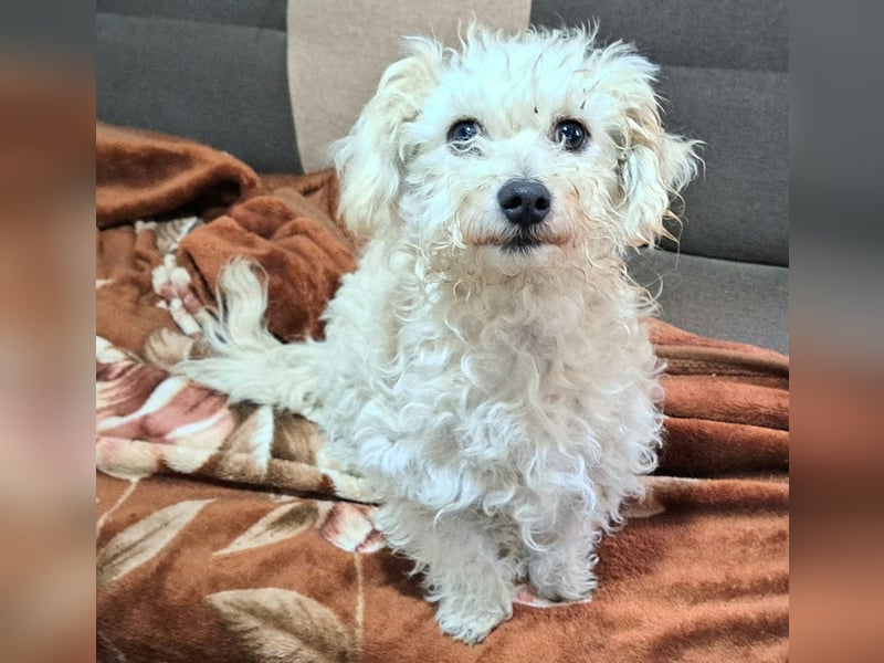 Der kleine Fizz sucht ein liebevolles Zuhause