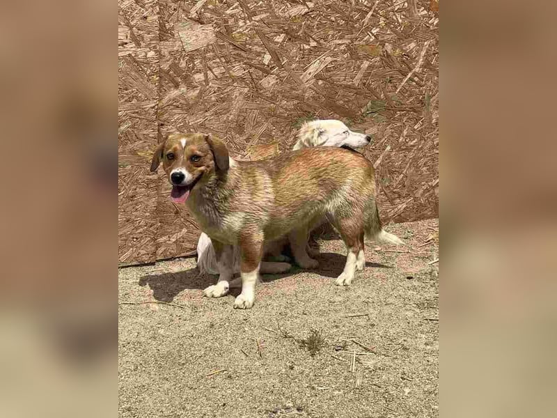 ⭐️FABIENNE⭐️, aufmerksame Hündin, 1 Jahr, 34 cm, Mischling, Tierschutz