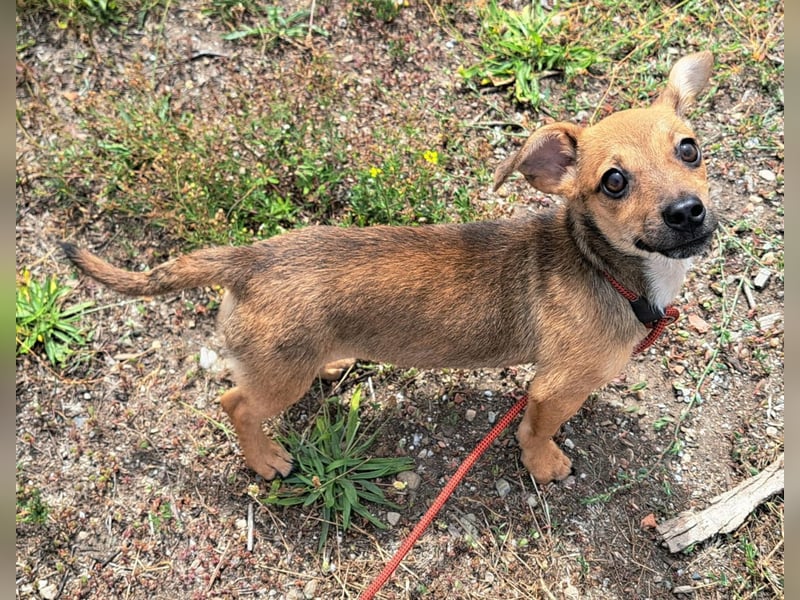 Kleine Lumi kann bald in Hessen besucht werden