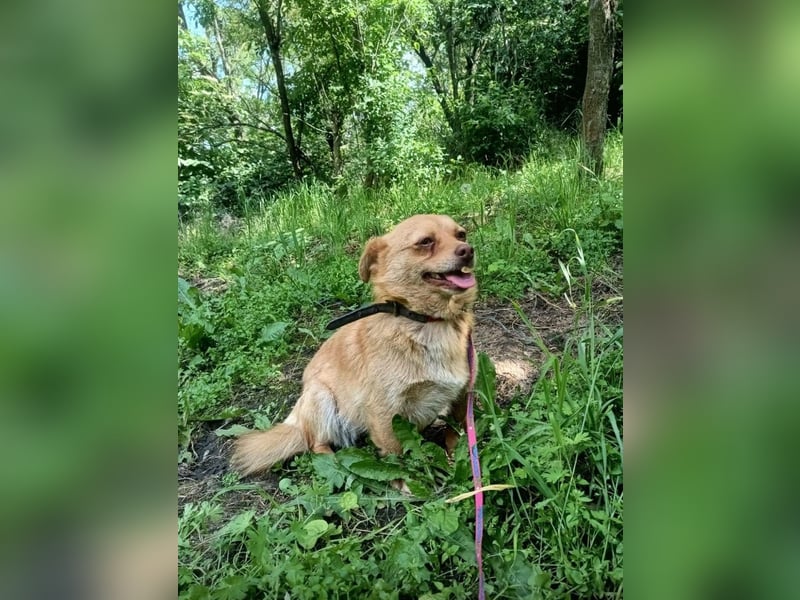 Lina Tierschutzhund sucht ein Zuhause