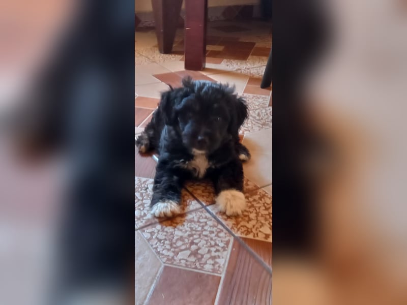 Lucky - kleiner Rüde sucht liebevolles Zuhause