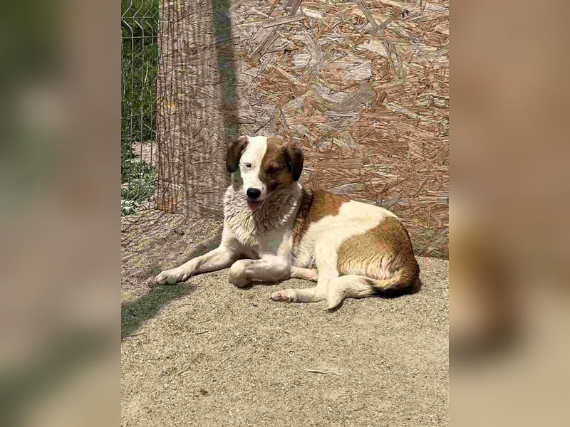 ⭐️FINA⭐️, Hündin, 3 Jahre, 40 cm, Mischling, Tierschutz