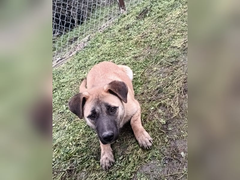 Zara Tierschutzhund sucht ein Zuhause