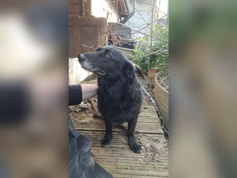 TITA, liebevolle Hunde-Lady, fast 10 Jahre, 42 cm, Mischling, Tierschutz Rumänien