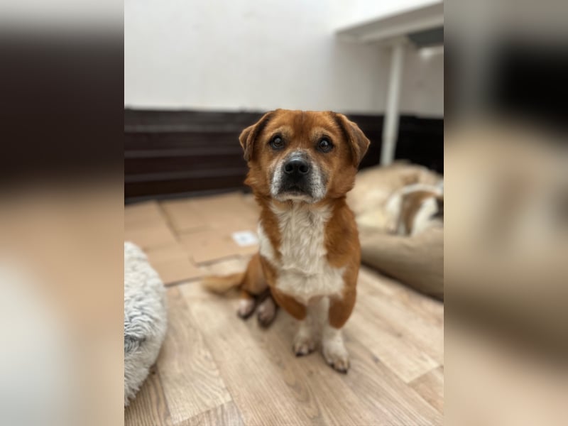 ⭐️TAC⭐️, neugieriger Rüde, 2 Jahre, 35 cm, Mischling, Tierschutz