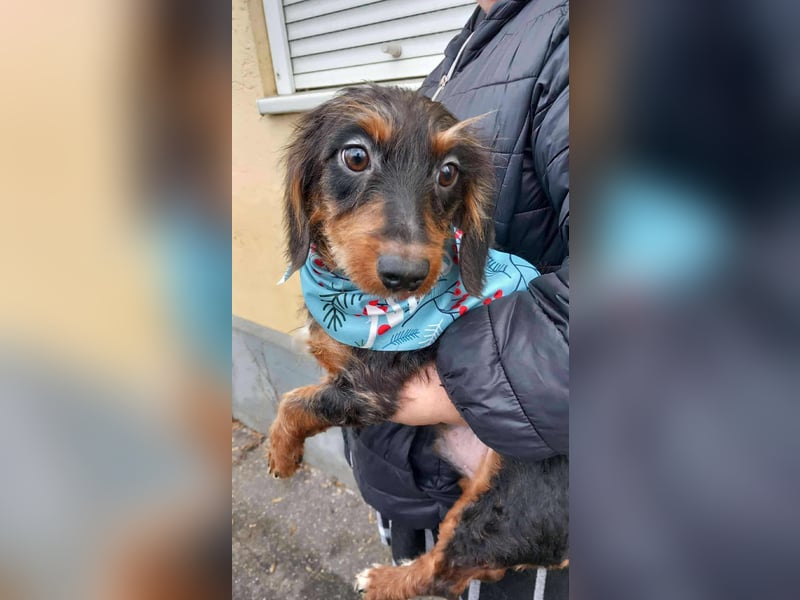 der süße kleine Chip sucht seine Familie