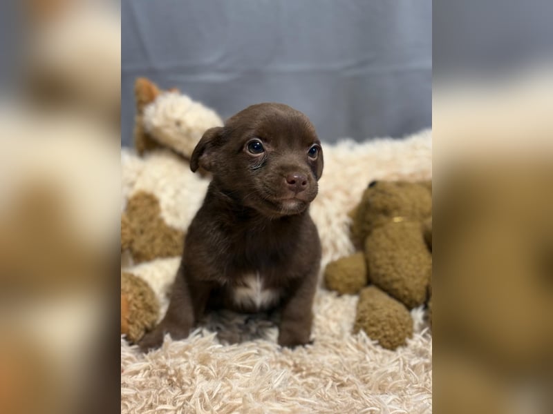 Pindur, kleines Hundekind