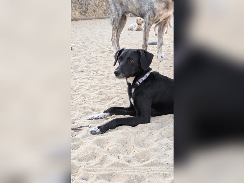 Zauberhafte Sophie wartet in Portugal auf unserem Tierschutzhof!