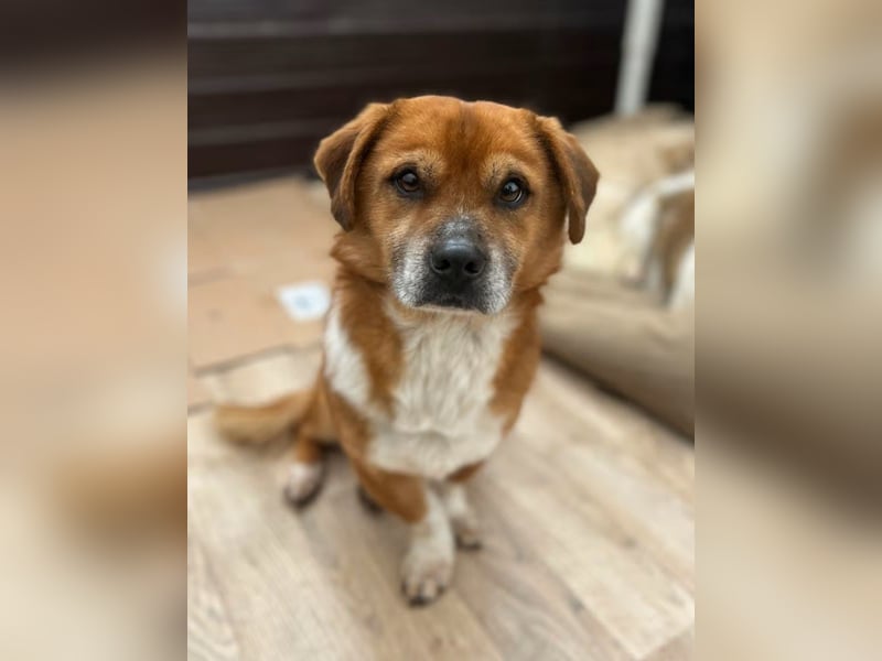TAC, neugieriger kleiner Rüde, 2 Jahre, 35 cm, Mischling, Tierschutz Rumänien