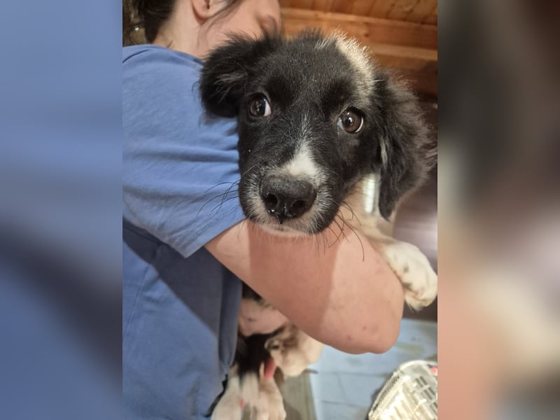 Welpenmädchen 273761 - kannst DU ihr ein Körbchen geben?