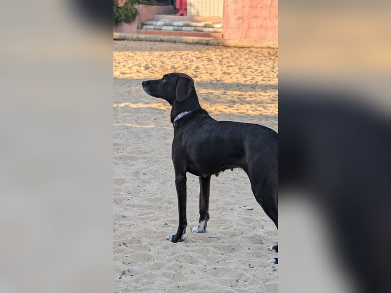 Zauberhafte Sophie wartet in Portugal auf unserem Tierschutzhof!