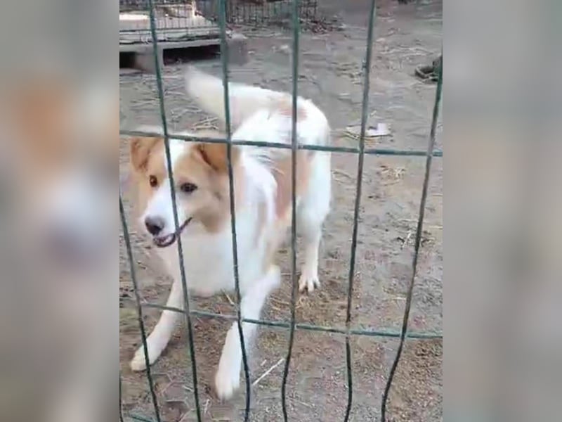 ⭐️ENFY⭐️, fröhlicher Hundejunge, Rüde, 1,5 Jahre, 38 cm, Mischling, Tierschutz