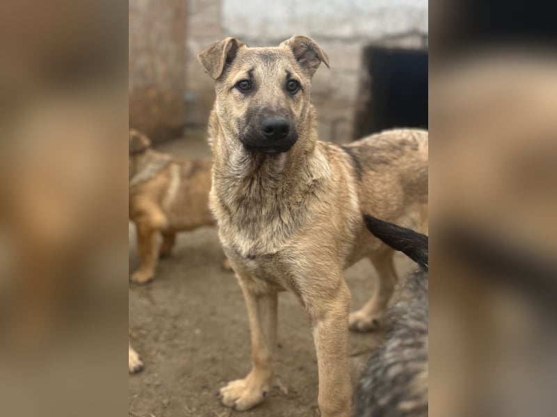 ⭐️Plisch⭐️, verschmuster Welpenmann, 5 Monate, 40 cm, Mischling, Tierschutz