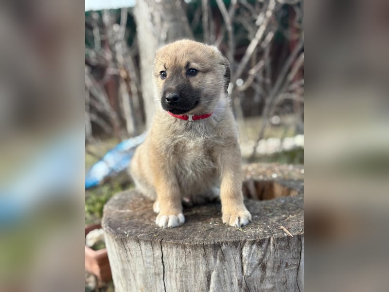 Kleiner Schatz Nash sucht großes Glück
