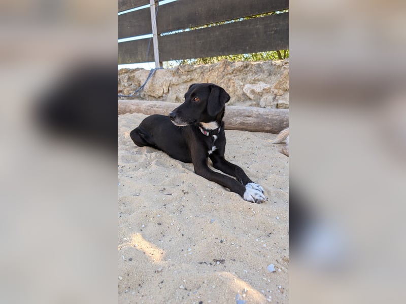 Zauberhafte Sophie wartet in Portugal auf unserem Tierschutzhof!