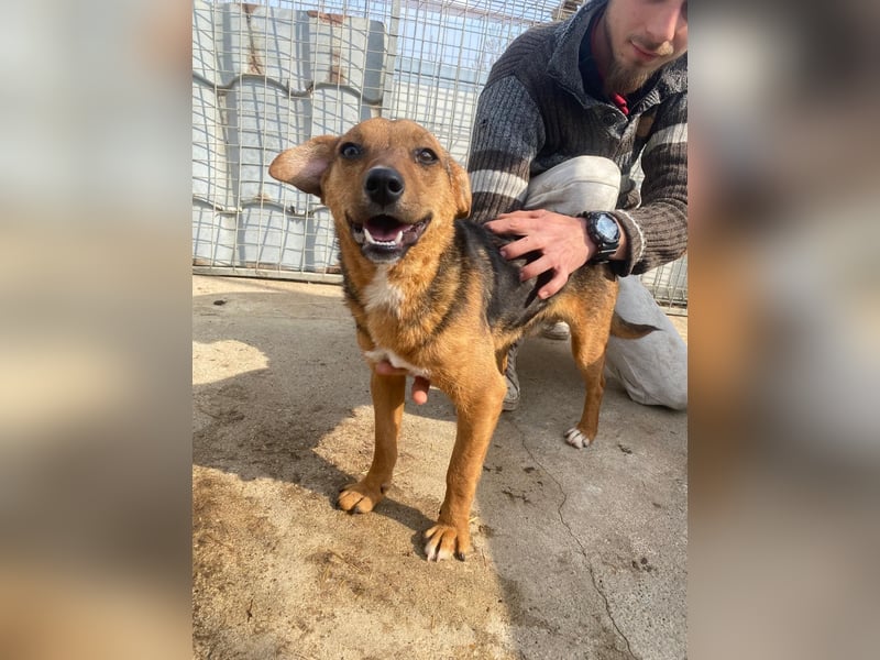 Füleske wartet auf seine Chance