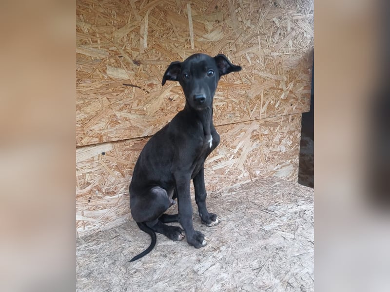 Sancho Tierschutzhund sucht ein Zuhause