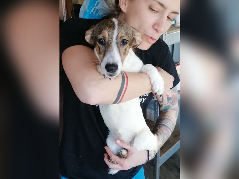 ⭐️MOLLY⭐️, süße Hündin, 3 Jahre, 27cm, Mischling, Tierschutz