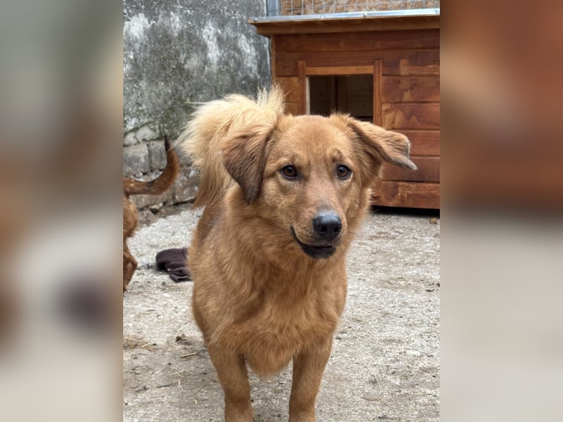 ⭐️Dixy⭐️, hübsches Schleckermaul, Hündin, 3 Jahre, 40 cm, Tierschutz Rumänien